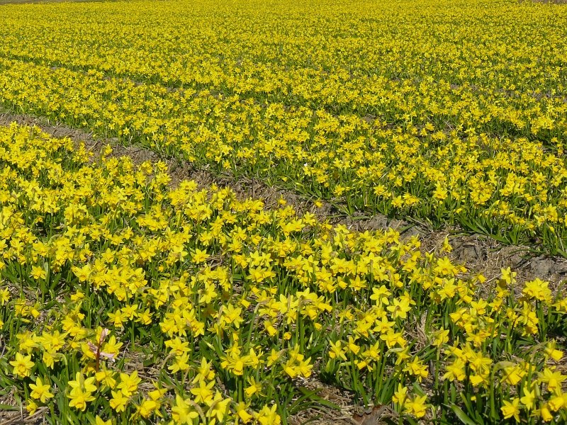 Klein aber fein und mit Tausende. Fotografiert in Sassenheim bei Leiden, Niederlande 20-03-2009.