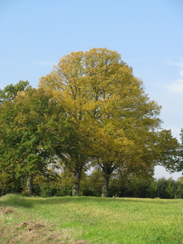 Nordwestmecklenburg, Baumgruppe an der Stra�enkreuzung (K 17) vor Jeese, 10.10.2008