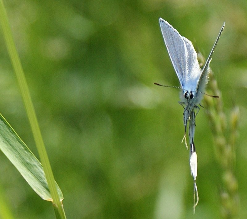 Schmetterling in Blau.
(Mai 2009)
