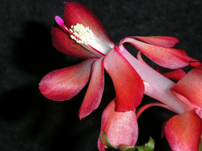 ...sch�n hat das die Natur hinbekommen..  (Kaktus Schlumbergera) (Werner)