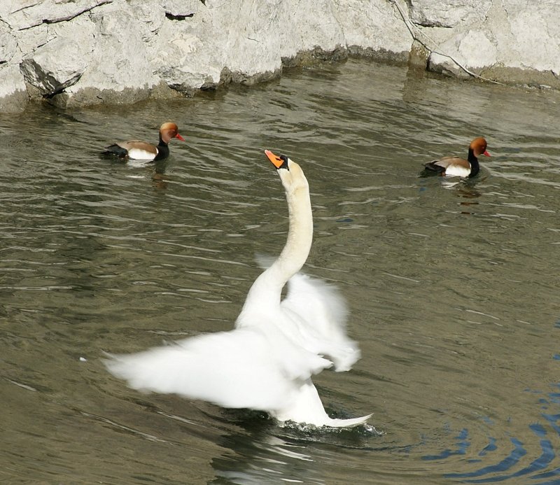 Schwanentanz im Wassergraben vom Ch�teau de Chillon.
(April 2009)