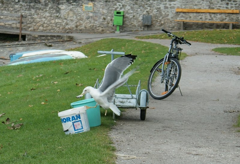 Selbstbedienung auf tierische Art.
(Oktober 2008)