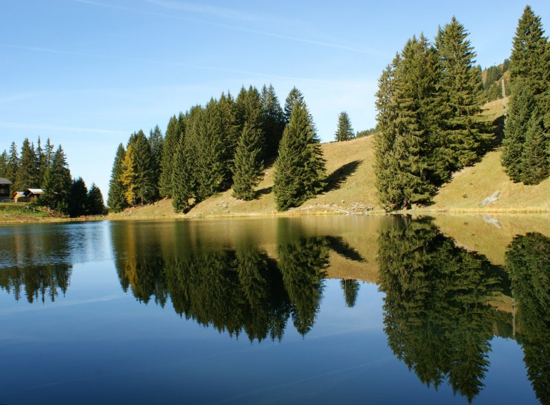 Tannen spiegeln sich im Lac Retaud.
(1690 m.�.M./Oktober 2008)