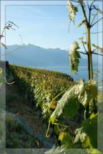 In den Weinbergen des Lavaux bei Chexbres.
