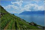 In den Weinbergen des Lavaux.