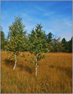 Zwei Birken im Hochmoor vom Les Pleiades.