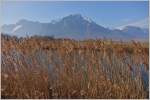 Golden wiegt sich das Schilf im Wind vor dem Grammont.
