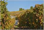 Herbststimmung im Lavaux  (18.10.2017)