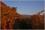 Weinreben und Rochers-de-Naye Im Licht der untergehenden Sonne  (16.10.2017)