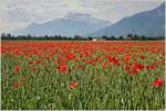 Ein Mohn-Kornfeld am Fusse des Dents-de-Midi
(31.05.2023)