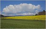 Blühendes Rapsfeld bei Apples  (20.04.2021)