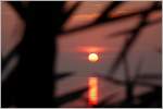 Ein Blick durch die Palme während dem Sonnenuntergang.