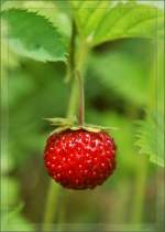 Verlockend s�ss: eine Walderdbeere.