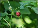 Passend zu Christines Erdbeere, Himbeeren gibt es auch im Wald.