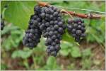 WEIN-Trauben:Auf diesen Jahrgang darf man gespannt sein.