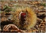 Ein Herbstbote: eine Kastanie in ihrer Verschalung
(28.09.2018)