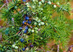 
Gemeiner Wacholder (Juniperus communis): Blätter und beerenförmige Zapfen, besser bekannt als Wacholderbeeren (Baccae juniperi, auch Kranewittbeeren) in verschiedenen Reifestadien.
Am 10.08.2020 in der Gambacher Heide bei Burbach im Siegerland.

Wacholderbeeren ein wichtiges Gewürz in vielen europäischen Küchen. Er ist das einzige Beispiel für ein Gewürz aus der Gruppe der Nadelhölzer (coniferae), und auch eines der wenigen Gewürze aus gemäßigtem bis kühlem Klima, wenngleich die besten Qualitäten aus Südeuropa stammen. Wacholder wird viel in der traditionellen Küche Mitteleuropas verwendet, z. B. für die Spezialität Sauerkraut. Das Hauptanwendungsgebiet des Wacholders sind allerdings Fleischgerichte; besonders für Wildbret ist er unentbehrlich. Er verträgt sich gut mit Pfeffer, Majoran und Lorbeerblättern. Wacholderbeeren, die eigentlich Zapfen sind, sollten unmittelbar vor der Verwendung zerdrückt werden.
