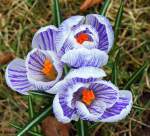 Bald wird es Fr�hling...