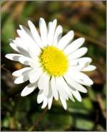 Der Fr�hling scheint nicht mehr weit: Ein G�nsebl�mchen im Februar.