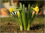 Ein Narzissenstrauss   (04.03.2011) 