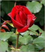 Eine Rose nach dem Regen  (31.05.2010)