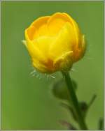 Bezaubernde Fr�hlingsblume.