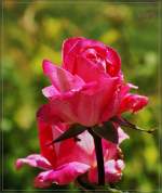 Eine Rose in voller Bl�te  (28.05.2011)