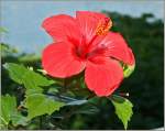 In ganzer Sch�nheit zeigt sich diese Hibiskusbl�te  (05.06.2011) 