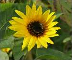 W�hrend die Sonnenblume die Sonne geniesst, erh�lt sie Besuch von einer Biene.