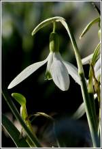 Zartes Fr�hlingserwachen.