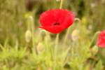 Klatschmohn - da l�st die Kamera ganz von allein aus ...