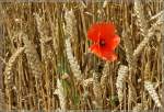 Eine Mohnblume im Getreidefeld.
