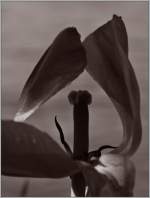 Am Ende der Bl�tezeit.