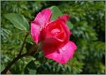Eine Rose erbl�ht.