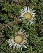 Silbern gl�nzen die Disteln am Monte Generoso.
