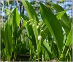 Maiglöckchen  (14.04.2014)