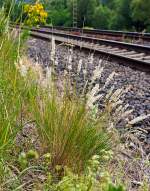   Gräser an der Moselstrecke, hier am 20.06.2014 bei Winningen.