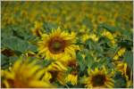 Sonnenblumen  (05.07.2014)