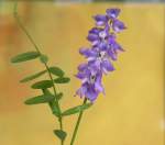 ..Anfang November sah ich diese bl�hende Vogelwicke am Wegrain, so, als ob`s Fr�hling w�re.