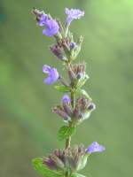 ...Mitte November - ungem�tlich bei leichtem Regen - und diesen kleinen Nachz�gler (ca.