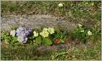 Frühlingsboten: Primeln in voller Blüte  (03.03.2015)