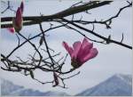 Die Mangolienblüte ist wunderschön geht aber rasch vorbei.