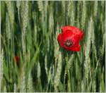Eine Mohnblume Im Weizenfeld.