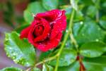   Kletterrose an der Fest-Scheune auf dem Gut Helmstorf am 13.06.2015.