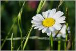 Margaretenblume mit Regentropfen  (17.06.2015)