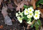 Der Fr�hling hat sich auf den Weg gemacht: Die ersten Primeln!  (03.03.2010)