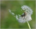 Windspiel mit einer Blume  (23.04.2014)