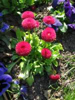 Schwerin; Schlo�park, Blumenengagement 18.04.2010