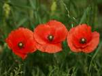 Klatschmohnblumen  (14.06.2010)