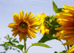 Eine der vielen Sonnenblume in unserem Garten, es gibt auch kleine Blühten.